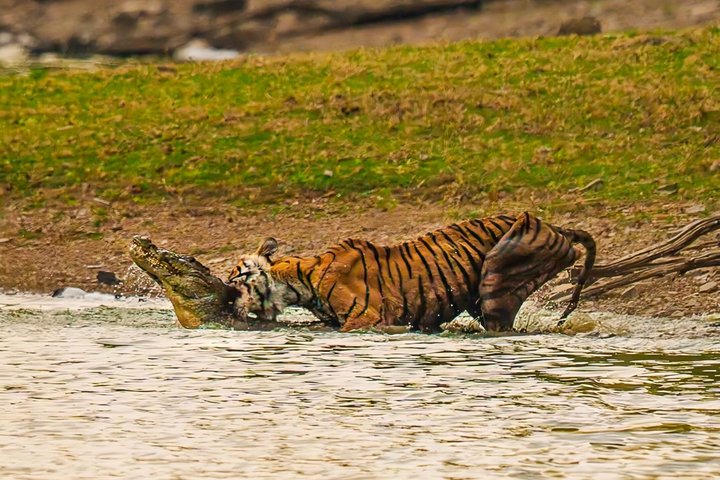 Ranthambore Tiger Safari | Gemeinsame Galopp-, Jeep- und Privatsafari