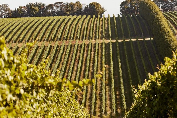 Die ultimative Mornington Peninsula-Tour zu Essen und Wein in kleiner Gruppe