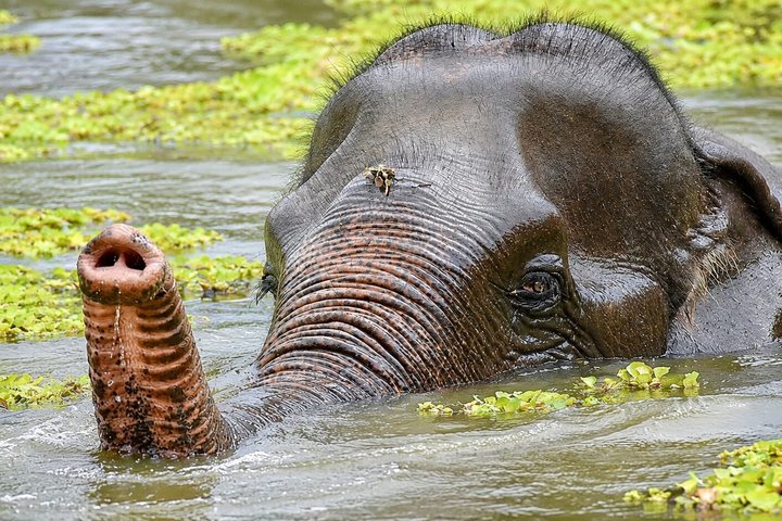 Hua Hin Wildlife Rescue and Elephant Refuge Smågruppe Tur