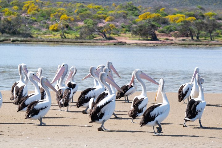 Morning Cruise on the Murchison River in Kalbarri (April to Nov)