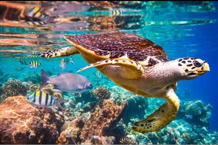 Location de bateau snorkeling bouillante à deshaies Guadeloupe
