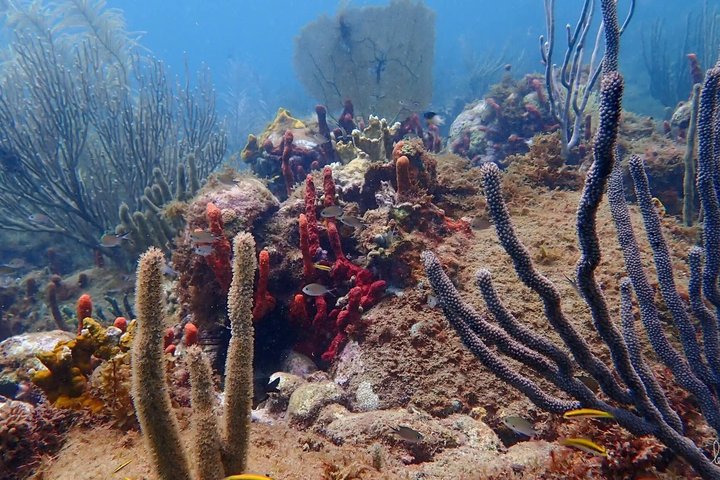 Location de bateau snorkeling bouillante à deshaies Guadeloupe