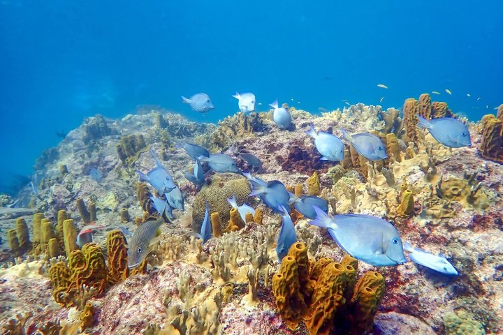 Location de bateau snorkeling bouillante à deshaies Guadeloupe