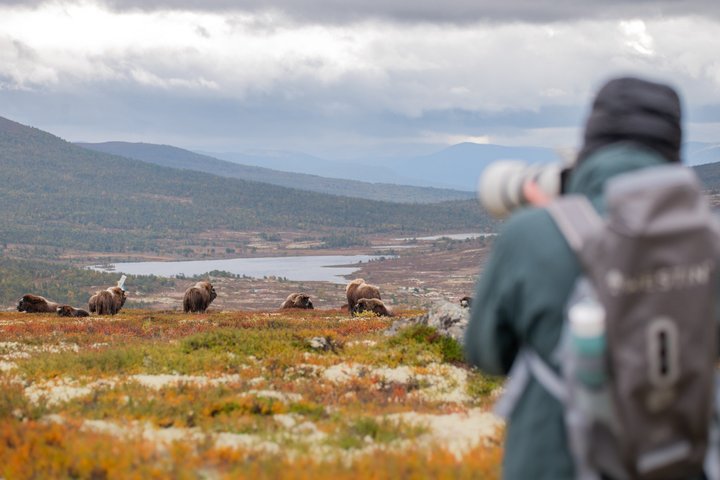 Muskusossensafari in Nationaal Park Dovrefjell, Oppdal Safari