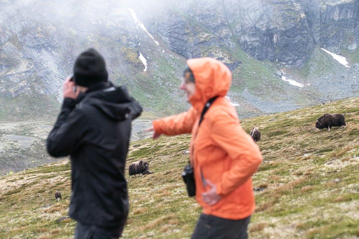 Muskusossensafari in Nationaal Park Dovrefjell, Oppdal Safari