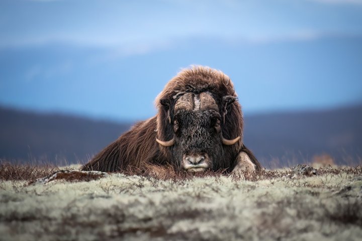 Muskusossensafari in Nationaal Park Dovrefjell, Oppdal Safari