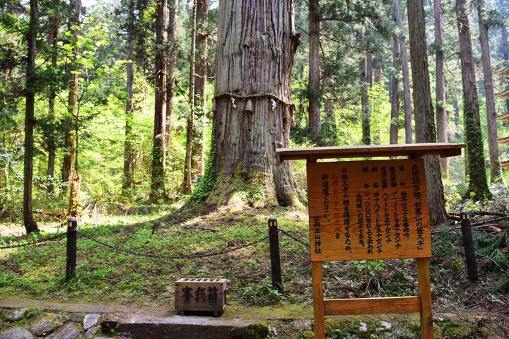 Excursão privada Mt Haguro Pagoda Express a partir do porto de Sakata