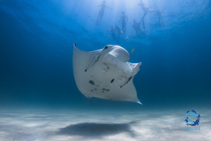 Det bedste fra Ningaloo Mantas og mere
