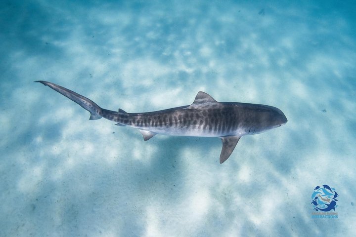 Det bedste fra Ningaloo Mantas og mere
