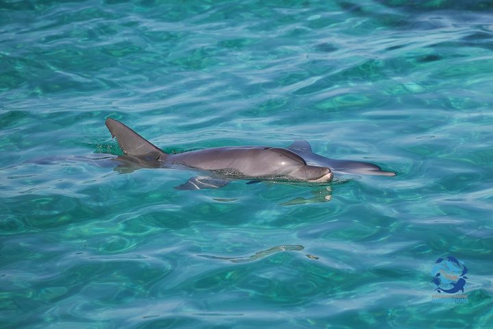 Det bedste fra Ningaloo Mantas og mere
