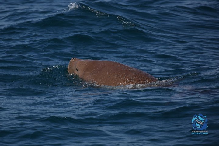 Det bedste fra Ningaloo Mantas og mere
