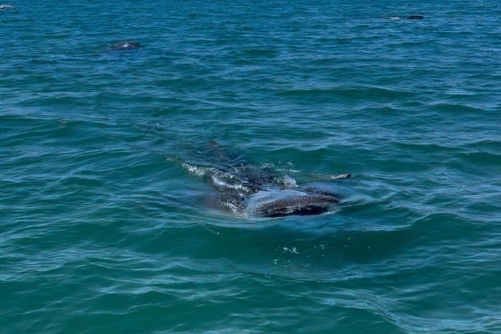 Nada con el tiburón ballena en La Paz, México