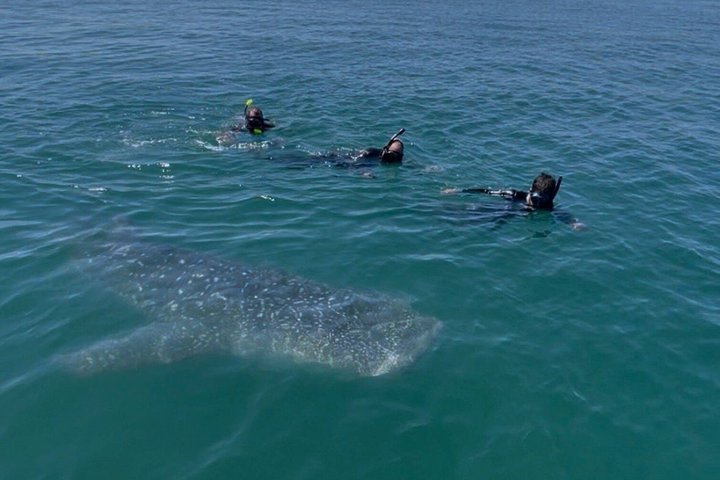 Nada con el tiburón ballena en La Paz, México
