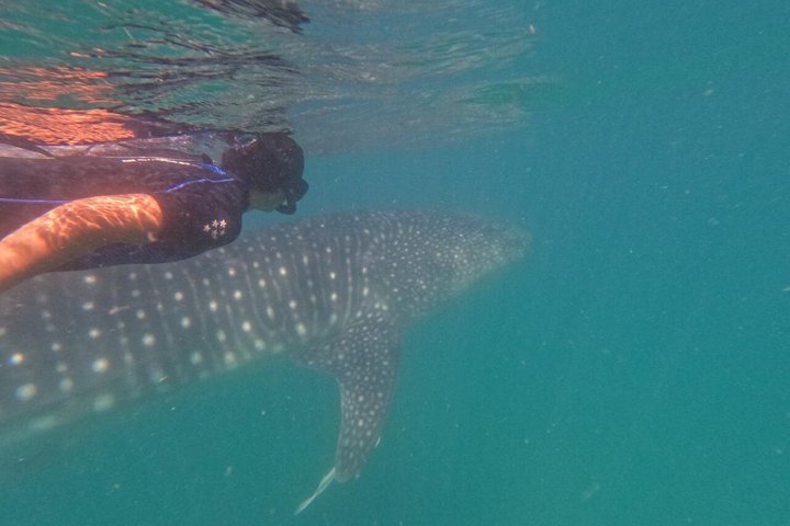 Nada con el tiburón ballena en La Paz, México