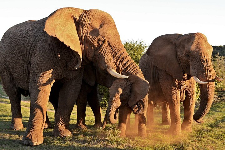 Schotia Tooth & Claw Safari (Open 4x4 Safari Vehicle)