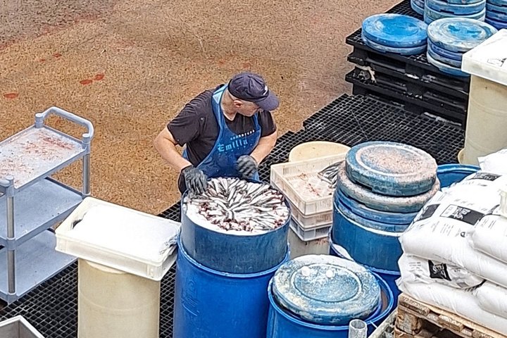 Visite de l'usine d'anchois et des marais de Santoña avec dégustation
