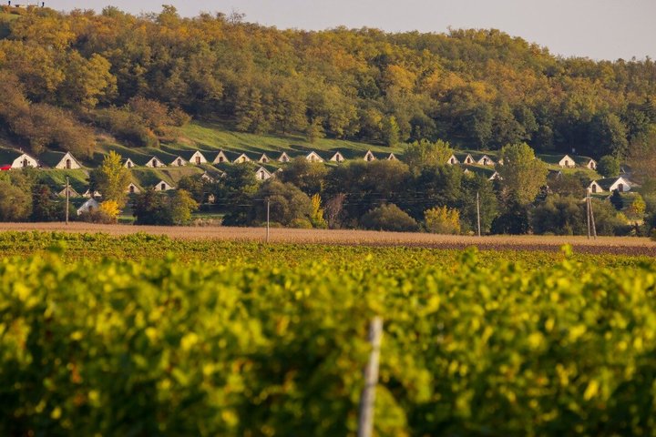 Degustación de Vinos Tokaj con Tokaji Aszú y Tapas en una Bodega UNESCO