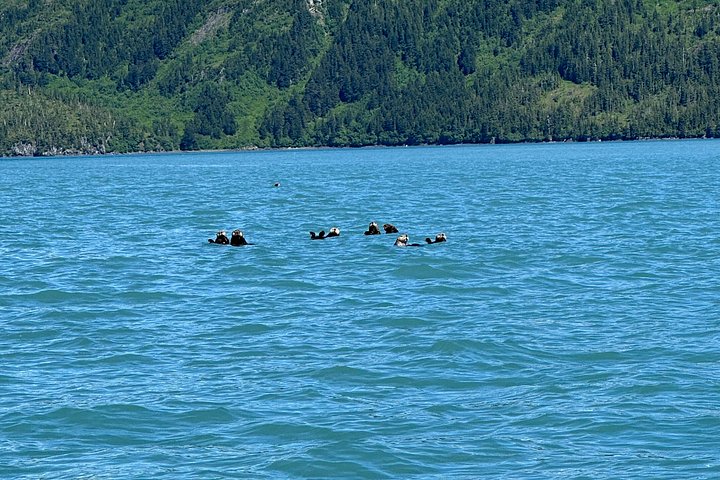 Croisière panoramique Prince William Sound avec café ou charcuterie