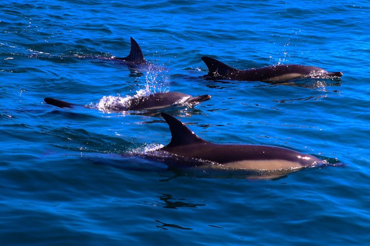 Dingle Sea Safari - Tour en barco por la costa en Dingle Bay