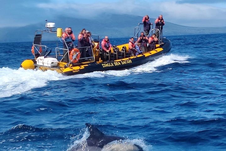 Dingle Sea Safari - Tour en barco por la costa en Dingle Bay