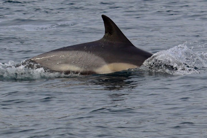 Dingle Sea Safari - Tour en barco por la costa en Dingle Bay