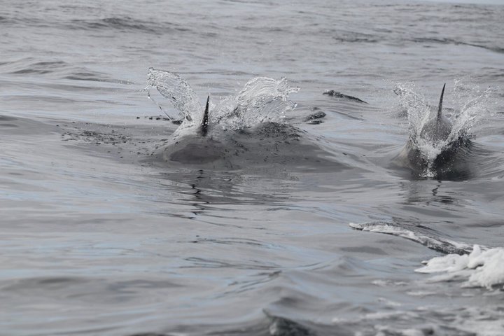 Dingle Sea Safari - Tour en barco por la costa en Dingle Bay