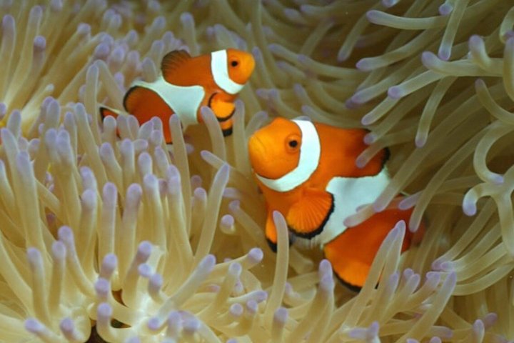 Noleggio privato di lusso di 6 ore a Okinawa: snorkeling e moto d'acqua