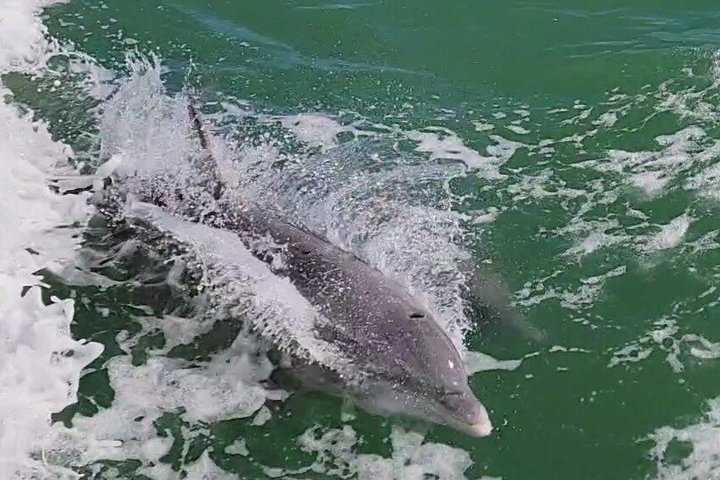 Hoteller i nærheden af Early Bird Eco Tour and Dolphin Watch