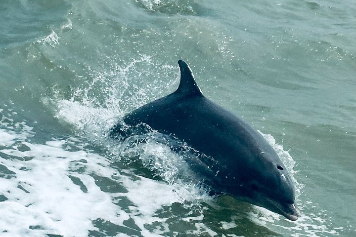 Hoteller i nærheden af Early Bird Eco Tour and Dolphin Watch