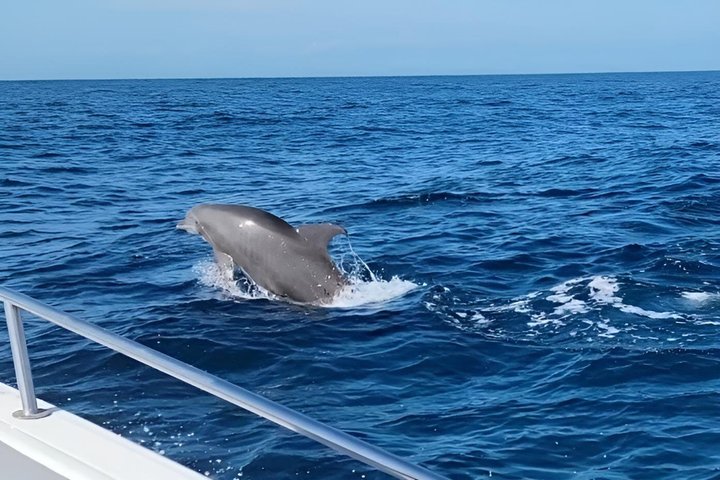 Hoteller i nærheden af Early Bird Eco Tour and Dolphin Watch