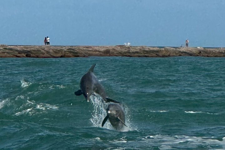 Hoteller i nærheden af Early Bird Eco Tour and Dolphin Watch