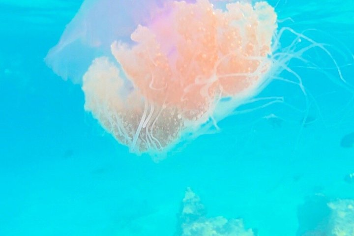 Zanzibar Mnemba Island Avventura di snorkeling e osservazione dei delfini
