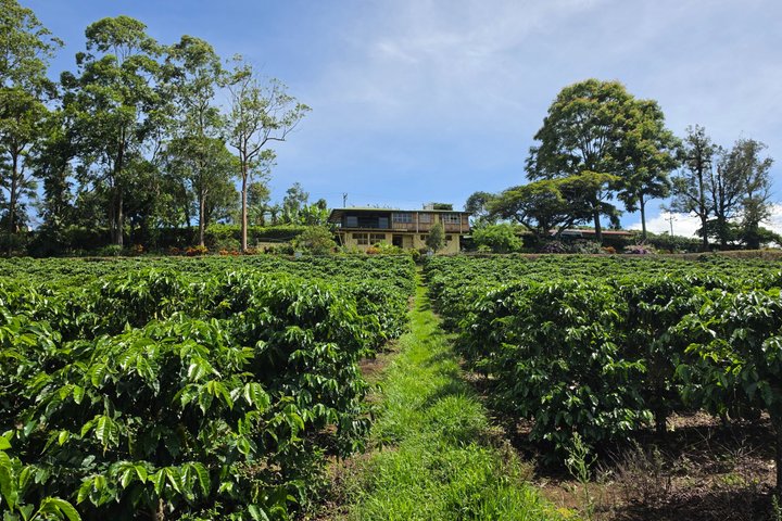 Expérience d'une journée complète sur le volcan Poas, les jardins de la cascade de La Paz et la plantation de café