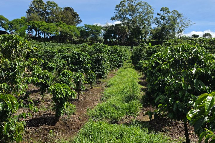 Expérience d'une journée complète sur le volcan Poas, les jardins de la cascade de La Paz et la plantation de café