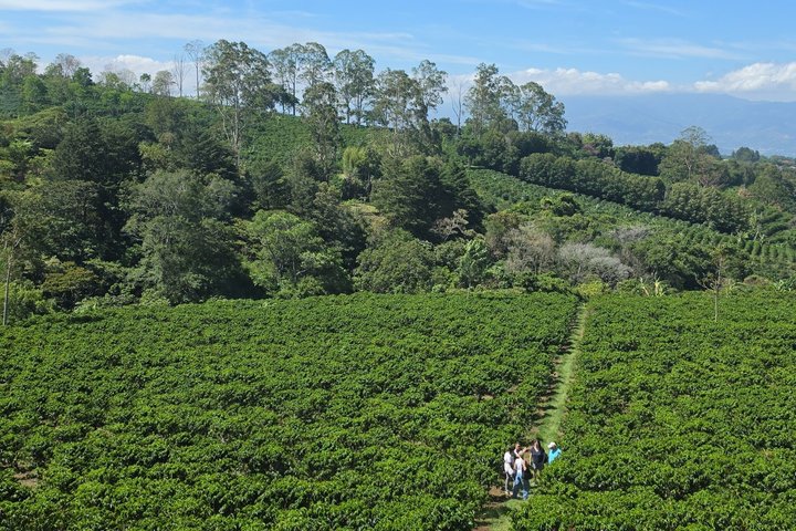Expérience d'une journée complète sur le volcan Poas, les jardins de la cascade de La Paz et la plantation de café