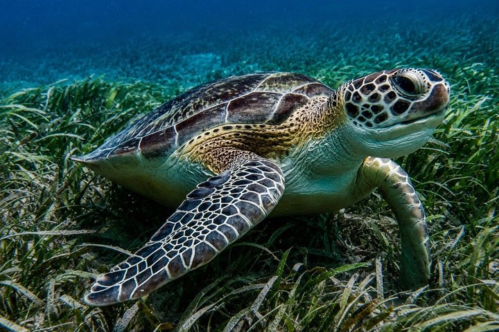 Vieques : Snorklingstur med havssköldpaddor och Stingrockor