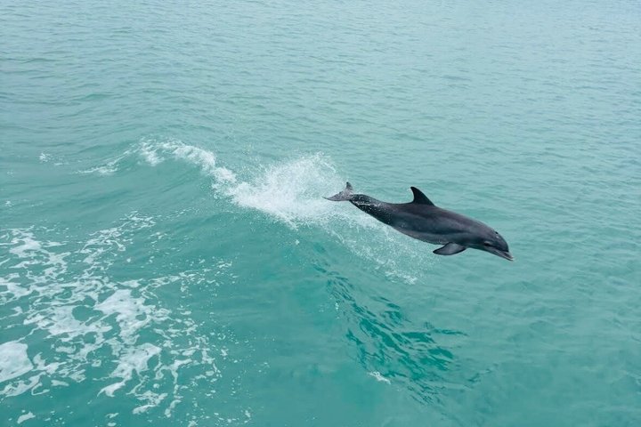 Hoteller i nærheden af Early Bird Eco Tour and Dolphin Watch