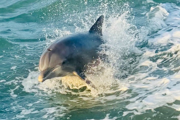 Hoteller i nærheden af Early Bird Eco Tour and Dolphin Watch