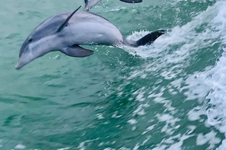 Hoteller i nærheden af Early Bird Eco Tour and Dolphin Watch