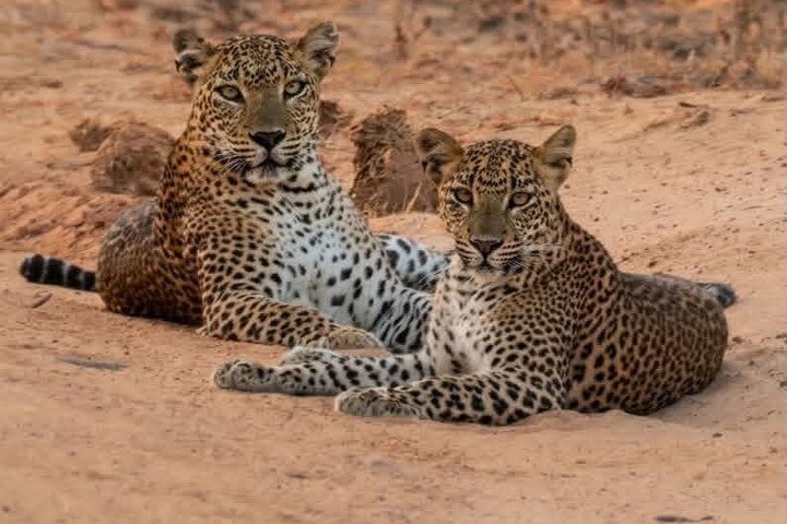 Journée complète / demi-journée WildlifeAdventure à Yala-National-Park
