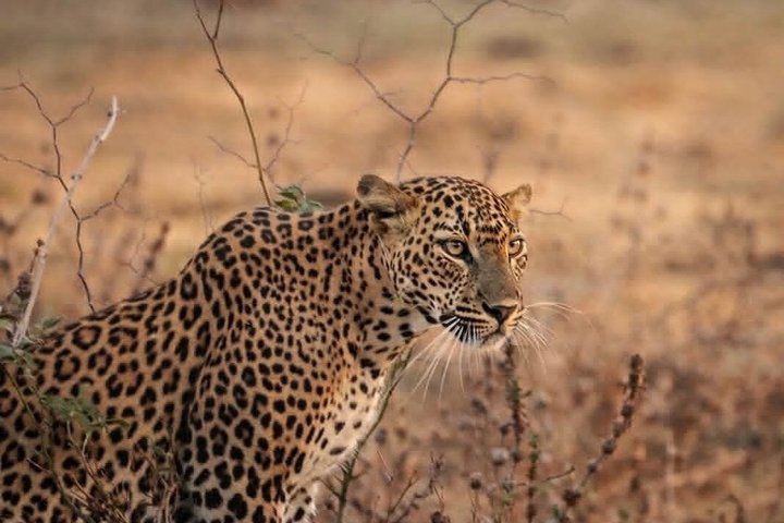 Journée complète / demi-journée WildlifeAdventure à Yala-National-Park
