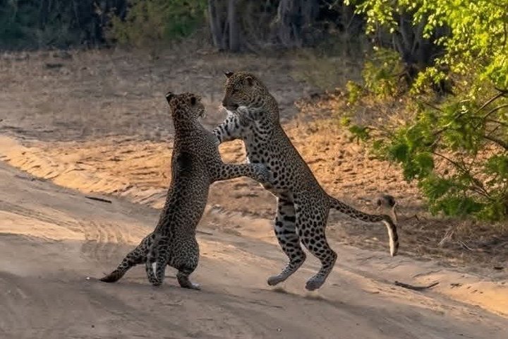 Journée complète / demi-journée WildlifeAdventure à Yala-National-Park
