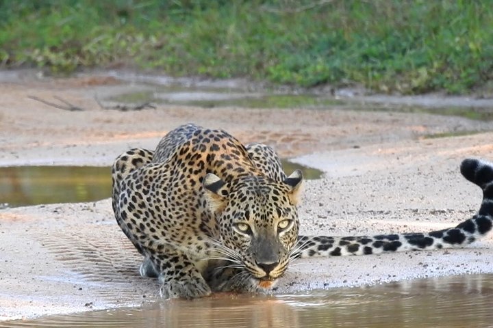 Journée complète / demi-journée WildlifeAdventure à Yala-National-Park