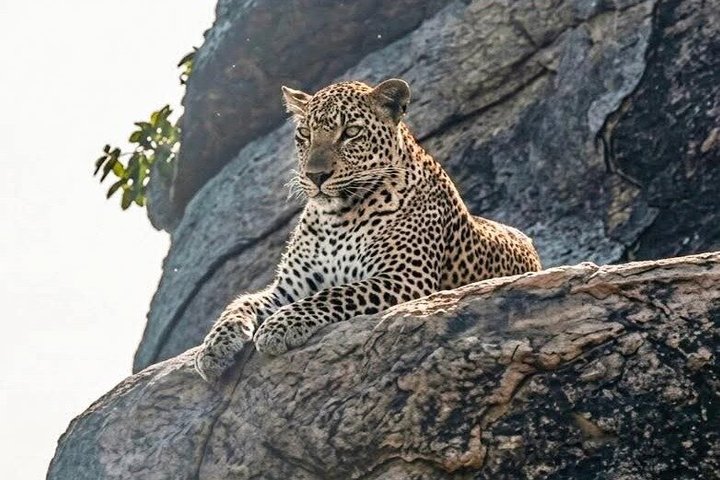 Journée complète / demi-journée WildlifeAdventure à Yala-National-Park