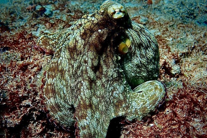 Vieques : Snorklingstur med havssköldpaddor och Stingrockor