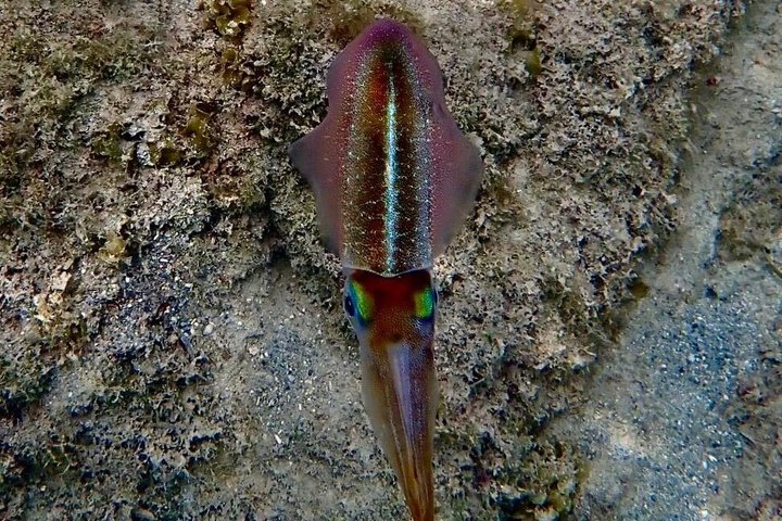 Vieques : Snorklingstur med havssköldpaddor och Stingrockor