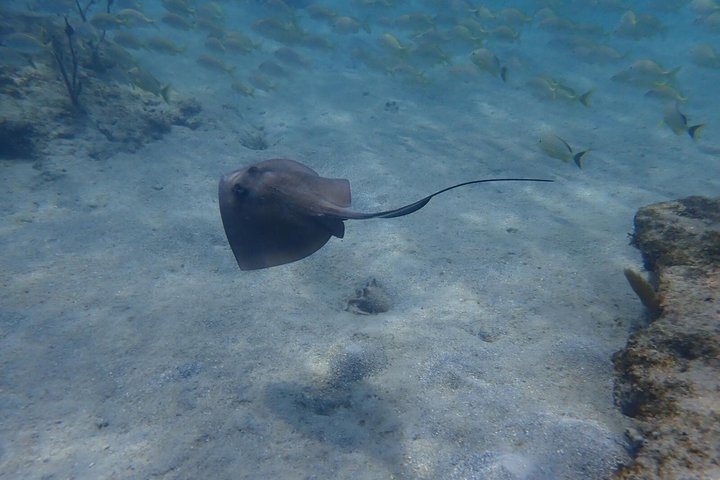Vieques : Snorklingstur med havssköldpaddor och Stingrockor