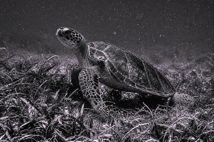 Vieques : Snorklingstur med havssköldpaddor och Stingrockor