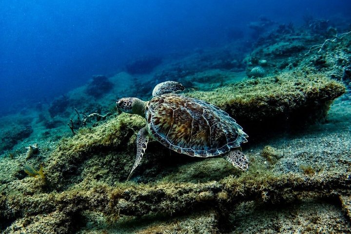 Vieques : Snorklingstur med havssköldpaddor och Stingrockor