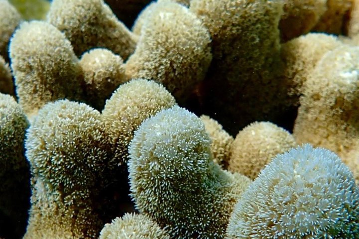 Vieques : Snorklingstur med havssköldpaddor och Stingrockor